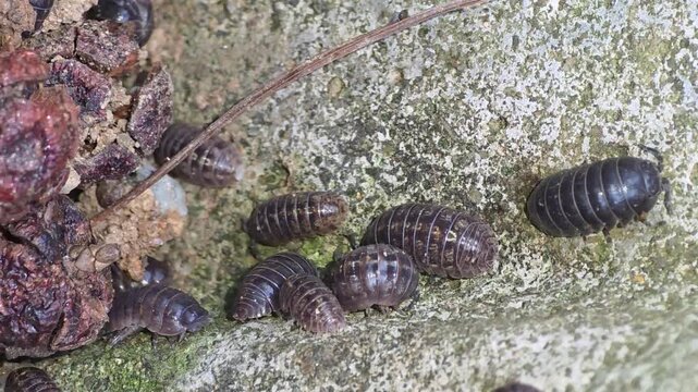 

Close-up of a colony of pill bugs sheltering from the rain in a wall crevice,#001
담벼락 틈새 구멍에 모여 비를 피하고 있는 공벌레 무리 클로즈업 영상 #001


 