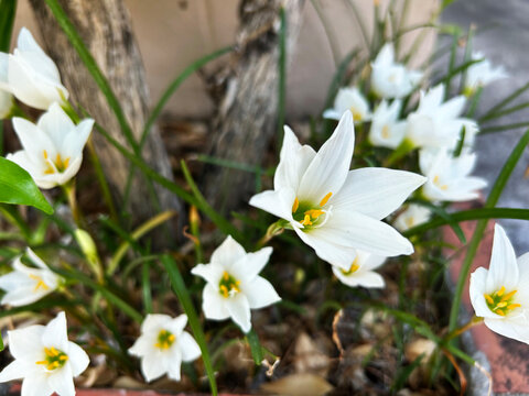 White rain lilies (Zephyranthes sp.) or  fairy lilies are blooming in the garden. so beautiful
