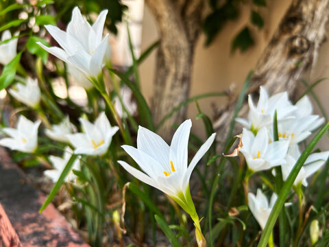 White rain lilies (Zephyranthes sp.) or  fairy lilies are blooming in the garden. so beautiful