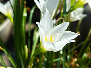 Obraz premium White rain lilies (Zephyranthes sp.) or fairy lilies are blooming in the garden. so beautiful