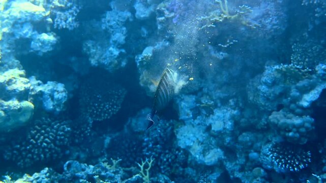 Sailfin tang swimming and grazing on coral reef in Red Sea underwater scene.