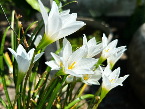 White rain lilies (Zephyranthes sp.) or  fairy lilies are blooming in the garden. so beautiful