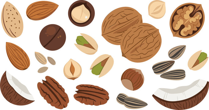 Mixed Nuts and Seeds Collection with Almonds, Walnuts, Pistachios, Hazelnuts, Coconut, and Sunflower Seeds for Healthy Snack and Organic Food Illustration