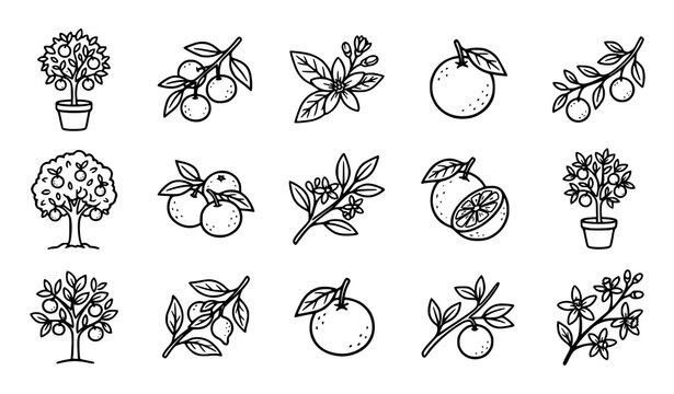 Citrus fruit tree collection hand drawn botanical line art illustrations
