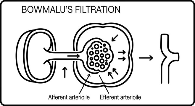 Bowman's Capsule Filtration Diagram: Afferent and Efferent Arteriole in Kidney