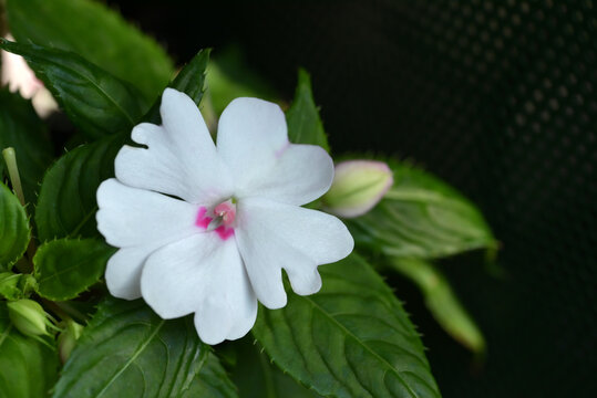 A detailed close-up of a pure white Impatiens flower in full bloom, surrounded by its textured green leaves.