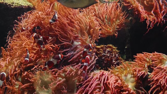 A close up shot of several Banggai cardinalfish (Pterapogon kauderni) gracefully swimming among the intricate branches of a soft coral reef. The serene underwater scene captures the unique spotted pat