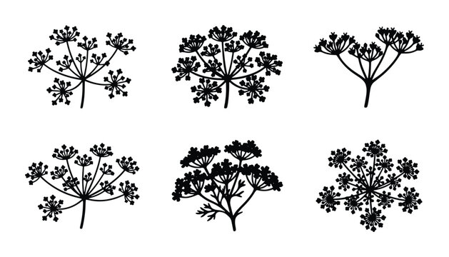 Dill Flower Vector Illustrations, Botanical Herb Sprigs, Black and White Plant Elements for Culinary and Design