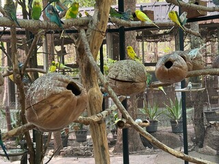 Obraz premium animal, tree, wildlife, australia, bear, forest, branch, baby, zoo, bird, cute, jungle, green