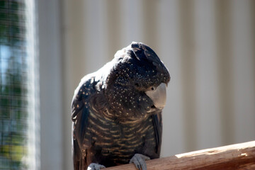 the female red tailed black cockatoo is resting on a perch © susan flashman