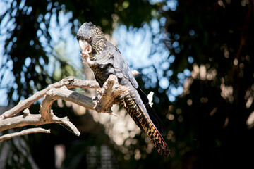 the female  red tailed black cockatoo is eating a nut © susan flashman