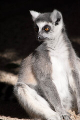 Fototapeta premium The Ring-tailed lemur backs is grey with grey limbs and dark grey heads and necks. They have long striped tails.