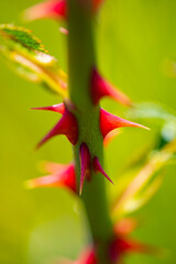 Obraz premium Rosehip rose stem with sharp thorns showing natural protection