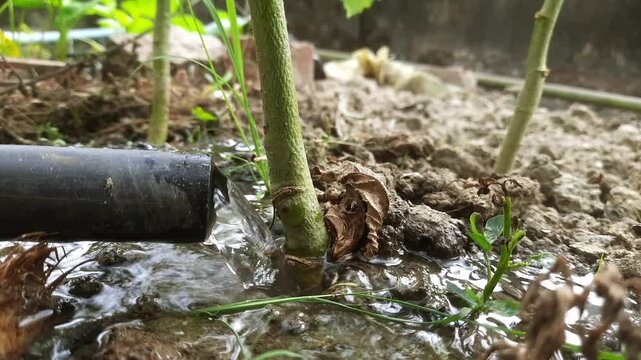Closeup of a black irrigation pipe watering a young plant stem in a garden soil bed
