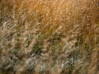 field of hay during autumn flowing in wind © LC Photos