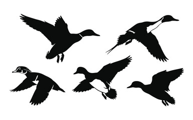 Obraz premium Flying Duck Silhouette Collection, Waterfowl Vector Graphics for Waterfowl Hunting Brands