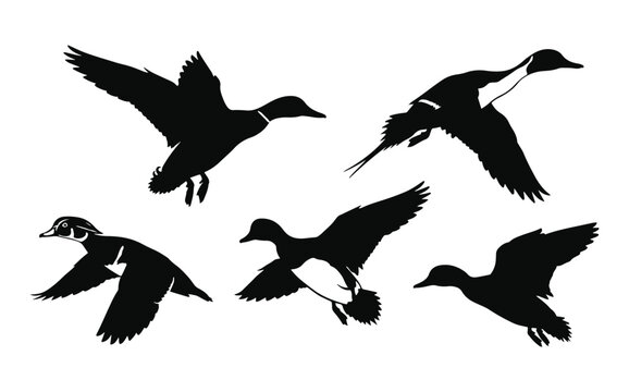 Flying Duck Silhouette Collection, Waterfowl Vector Graphics for Waterfowl Hunting Brands