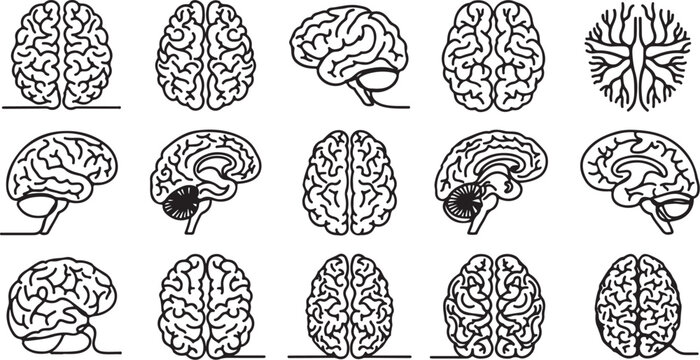 Brain Anatomy, Human Brain Diagrams, 15 Vector Illustrations, Medical Icons