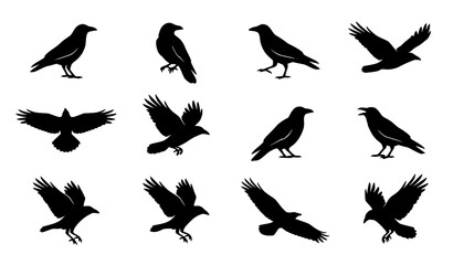 Obraz premium Crow silhouette icon set in multiple flying and standing poses vector illustration isolated on white background for design assets