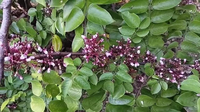 A Detailed Close Up View Of Delicate Purple Star Fruit Flowers Blooming On A Tropical Fruit Tree