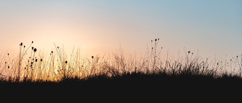 Wild grass silhouettes rising against a vibrant sunset sky, creating a serene and peaceful nature background filled with warm orange and yellow hues, offering ample copy space