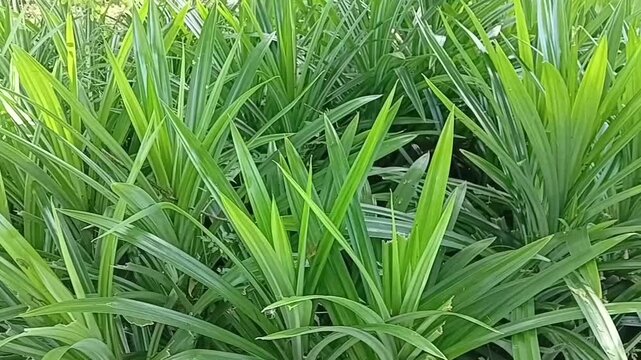 A Lush Patch Of Fresh Green Pandan Plants Cultivated For Their Aromatic And Medicinal Culinary Uses