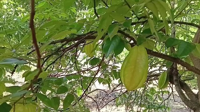 Close Up Angle Of A Bunch Of Star Fruits Hanging On A Carambola Tree In An Organic Garden