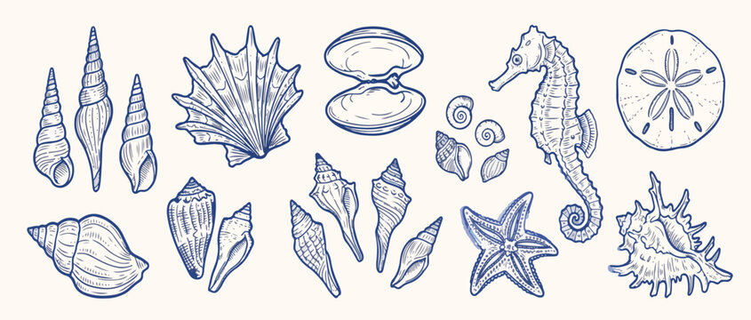 Set of hand drawn seashells drawing ink. Minimalist line art. Summer vacation design elements for trendy prints, label, menu cover. Tropical beach shells. Vector flat illustration