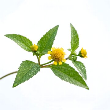 Ai generated close up of a yellow toothache plant flower head acmella-oleracea with fresh water drops on green leaves isolated on a bright white background