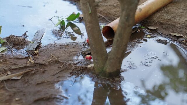 Flooded muddy ground around tree roots with standing water and pipe debris in Atins Brazil