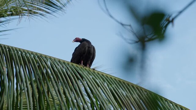 Black vulture perched on palm frond against clear blue sky in tropical Atins Brazil