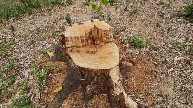 Camera orbiting around a freshly cut tree stump showing rough wood textures, exposed growth rings, roots, and scattered sawdust in a natural outdoor environment!