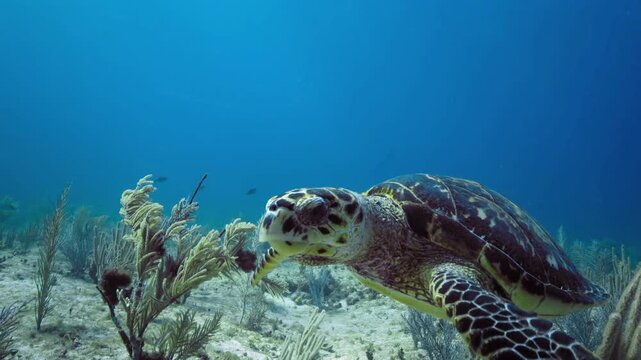 Hawksbill Sea Turtle Swimming Underwater In Clear Blue Ocean Near Coral Plants Close Up