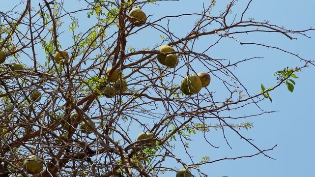 Ripe bael fruits hanging from thin dry branches with fresh green leaves against a clear blue sky in bright daylight!
