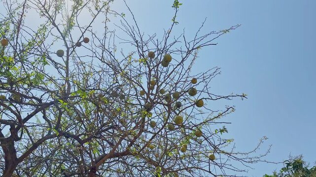 Wide upward view of a bael tree filled with ripe fruits and sparse branches against a bright clear blue sky in daylight!