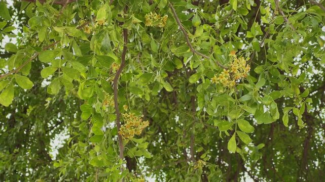 Closeup view of woodapple (Kaitha) tree branches with clusters of small yellowish flowers and lush green leaves hanging naturally in soft daylight outdoors!