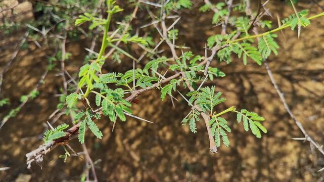 Closeup of a babool tree branch with sharp thorns and fresh green leaves in natural outdoor daylight!