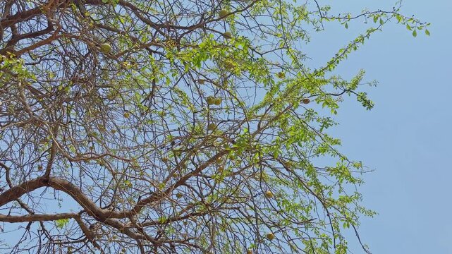 Thin branches of a bael tree with fresh green leaves and scattered ripe fruits against a clear blue sky in daylight!