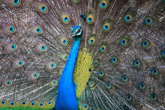 Indian Peafowl Displaying Vibrant Feathers in Sri Lanka National Park