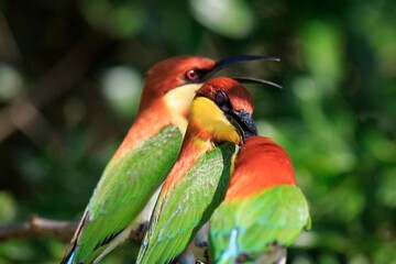 Fototapeta premium Chestnut-Headed Bee-Eaters Perched Together on a Branch in Sri Lanka