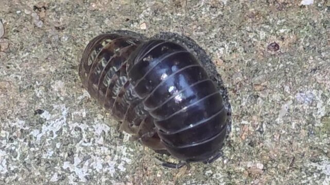 Close-up of a male pill bug stimulating a female for mating on a rocky surface,#004
짝짓기를 위해 암컷의 몸을 자극하며 구애 행동을 하는 수컷 공벌레 클로즈업 영상 #004

 