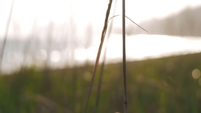Silhouette of a grassland against the backdrop of a long inlet and the dazzling afternoon sun