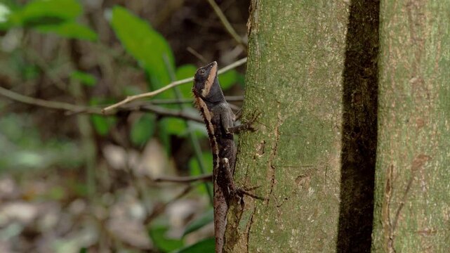 Oriental Garden Lizard Resting on Tree Bark in Thai Rainforest