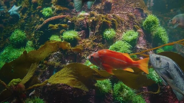 A close up shot of a vibrant, orange striped discus fish (Symphysodon) swimming gracefully in a freshwater aquarium. Other discus fish are visible in the background, showcasing their unique patterns a