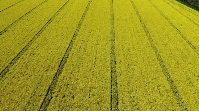 Cinematic top down aerial drone footage of a bright yellow rapeseed field beside a freshly plowed agricultural field. Natural geometric patterns, crop textures, and parallel farming lines.