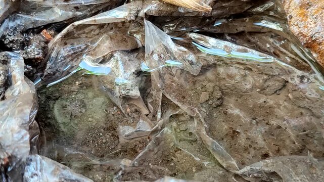 Mosquito larvae in a clear water puddle with a plastic base on the ground