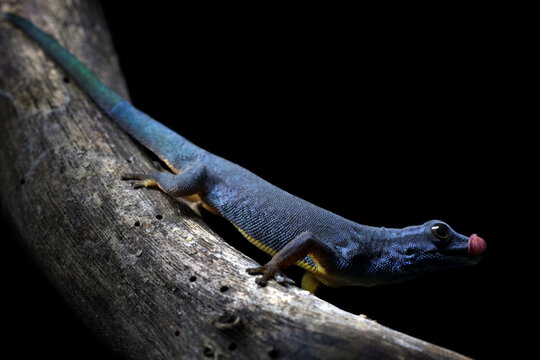 Close-up view of a male Turquoise dwarf gecko (Lygodactylus williamsi) on branch, lygodactylus williamsi close-up on branch, lygodactylus williamsi on branch isolated on black background