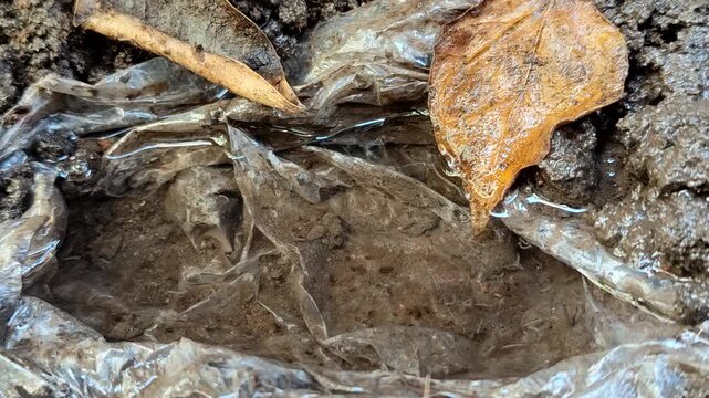 Mosquito larvae in a clear water puddle with a plastic base on the ground
