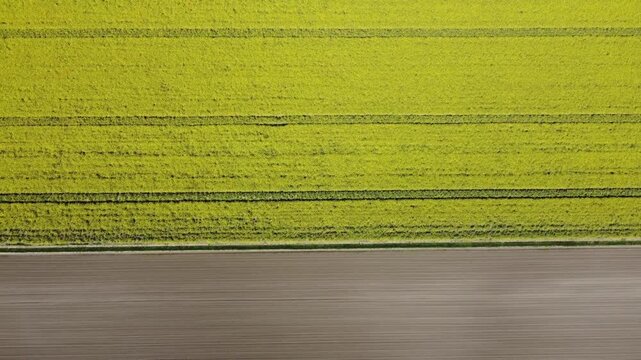 Cinematic top down aerial drone footage of a bright yellow rapeseed field beside a freshly plowed agricultural field. Natural geometric patterns, crop textures, and parallel farming lines.