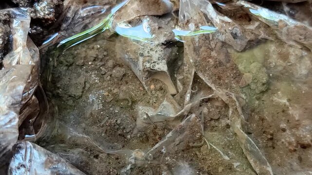 Mosquito larvae in a clear water puddle with a plastic base on the ground